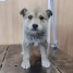 приют СББЖ 13.05.2026