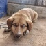 приют сббж 03.06.2026