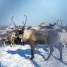 итоги работы ветслужбы 2025