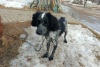 приют сббж 28.04.2026