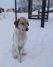 приют150323