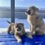 приют сббж 07.03.2025