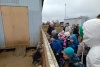 детсад в приюте СББЖ