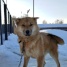 приют сббж 07.03.2025