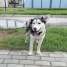 приют СББЖ 24.06.2025
