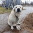 приют сббж 03.06.2026