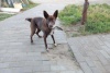 Домприют